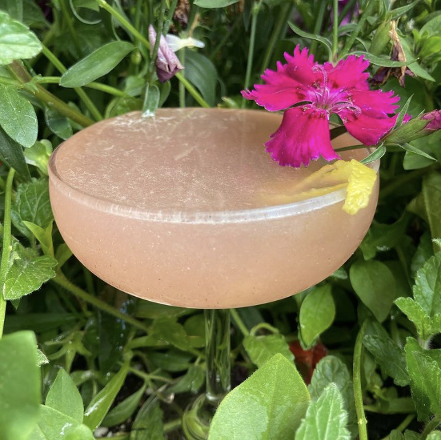 A blush coupe cocktail garnished with a bright pink flower in the garden