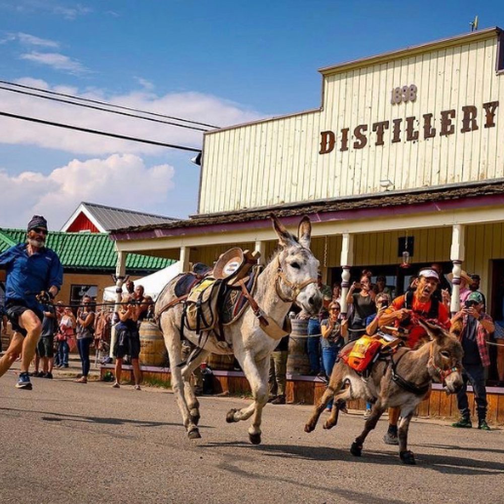 Burros thunder down Front Street past the distillery during the World Championship Pack Burro Race
